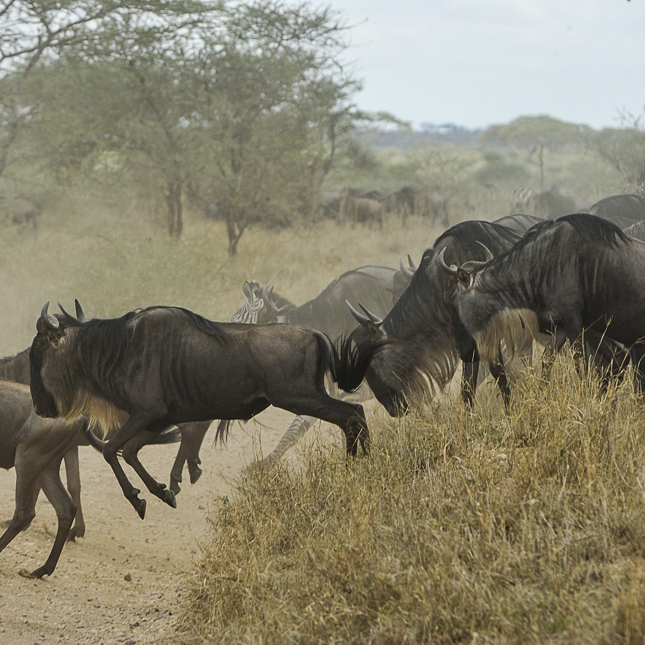 Great Migration in Serengeti National Park