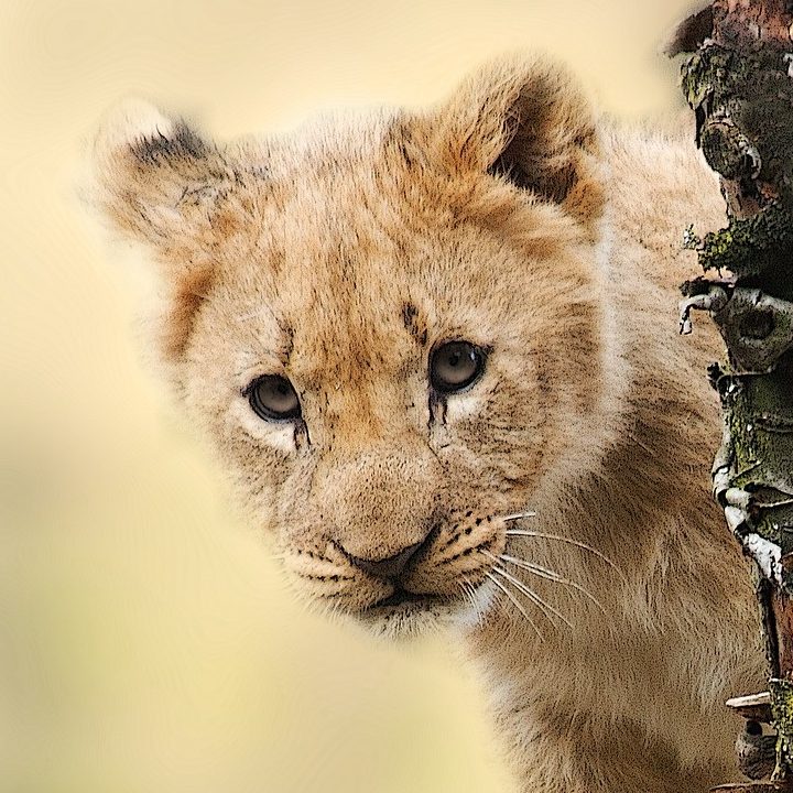 Lion cub playing in Serengeti